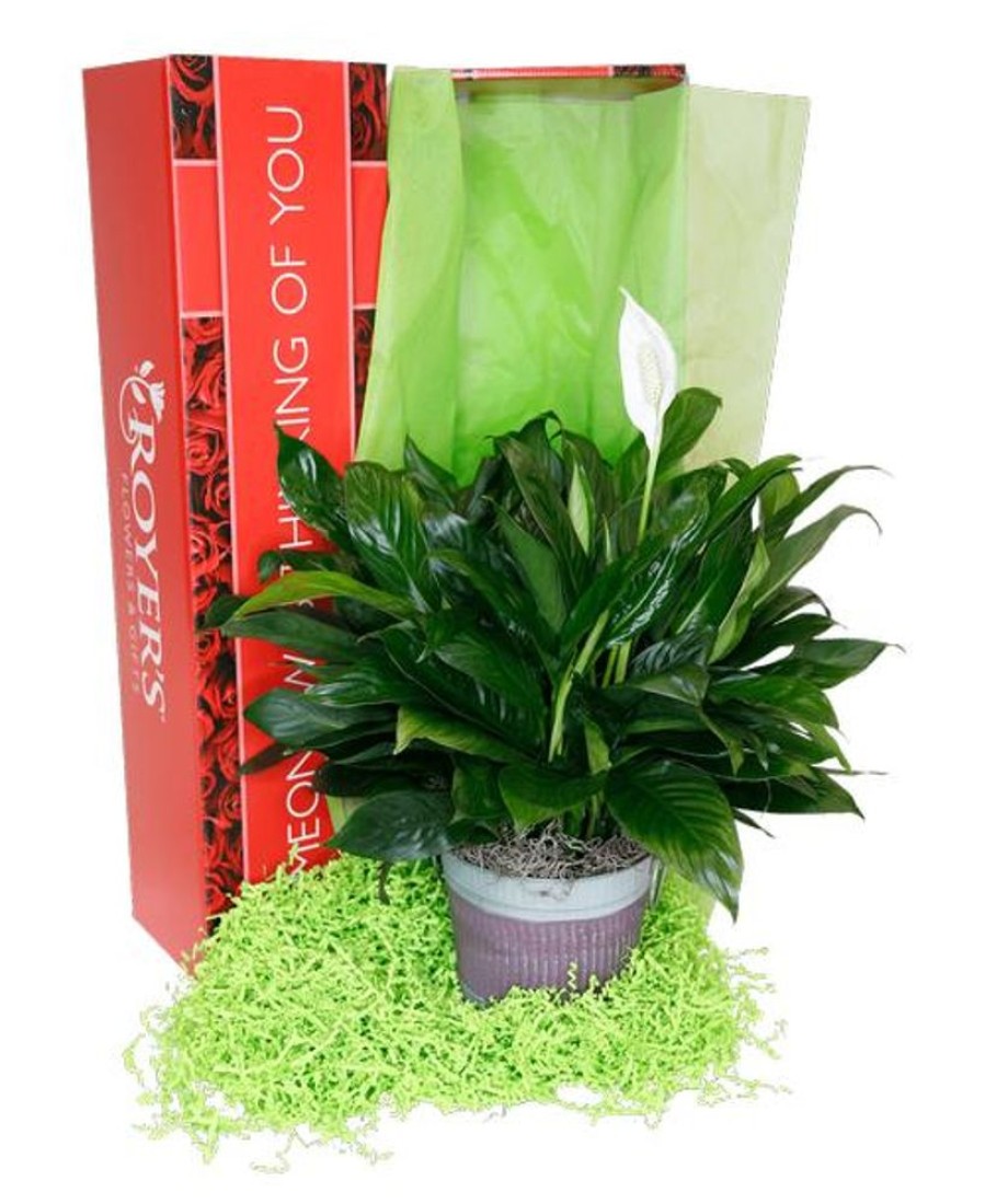 Plants Royer's | Spathiphyllum (Peace Lily), Purple Pot