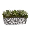 Plants Royer's | Retro Succulents