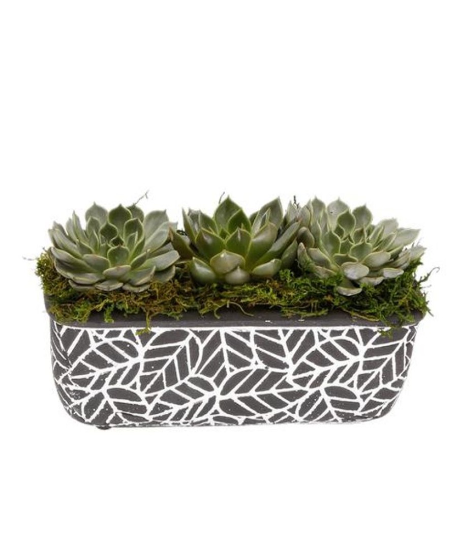 Plants Royer's | Retro Succulents