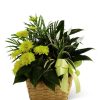 Plants Royer's | Ftd Loving Light Dish Garden