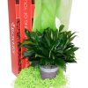 Plants Royer's | Spathiphyllum (Peace Lily), Purple Pot