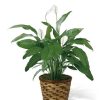 Plants Royer's | Ftd Spathiphyllum