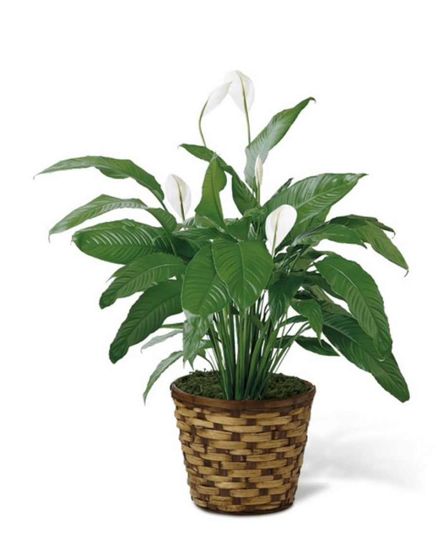 Plants Royer's | Ftd Spathiphyllum