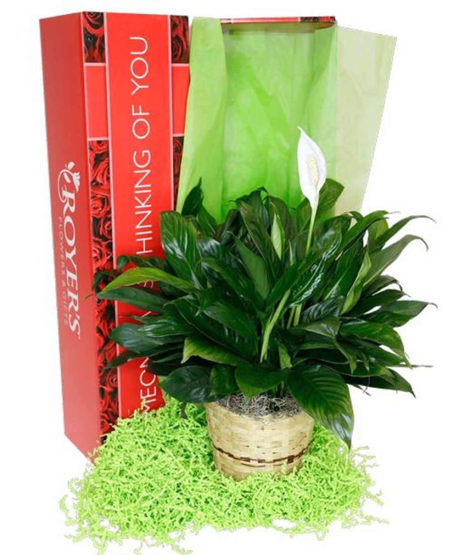 Plants Royer's | Spathiphyllum (Peace Lily), Basket