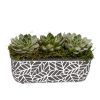 Plants Royer's | Retro Succulents