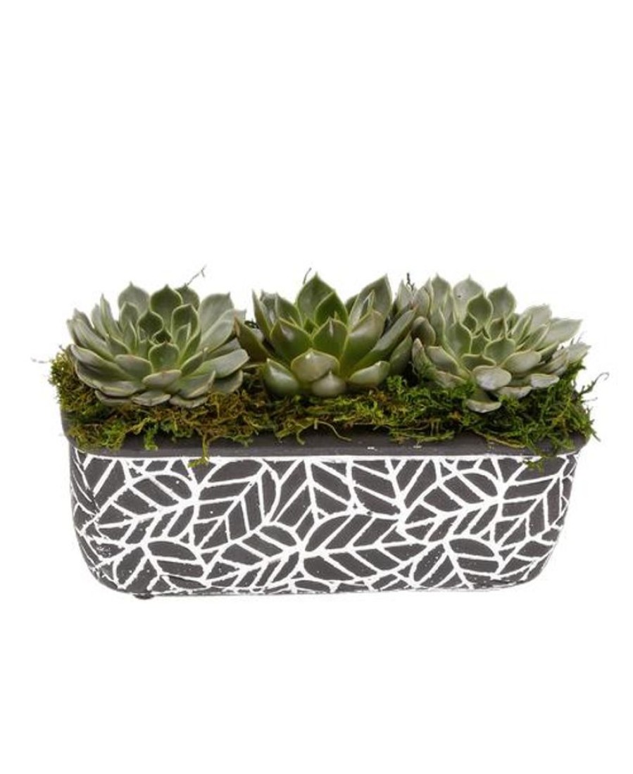 Plants Royer's | Retro Succulents