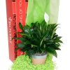 Plants Royer's | Spathiphyllum (Peace Lily), Orange Pot