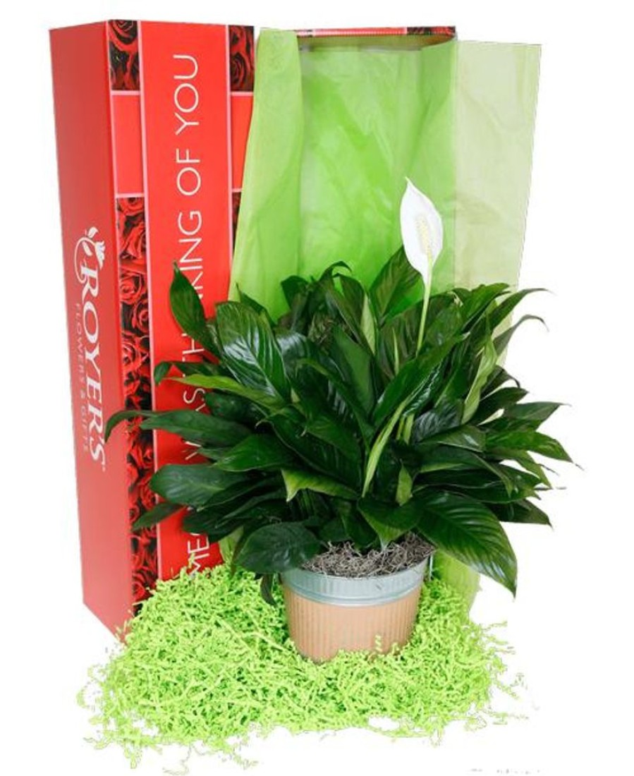 Plants Royer's | Spathiphyllum (Peace Lily), Orange Pot