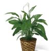 Plants Royer's | Ftd Spathiphyllum