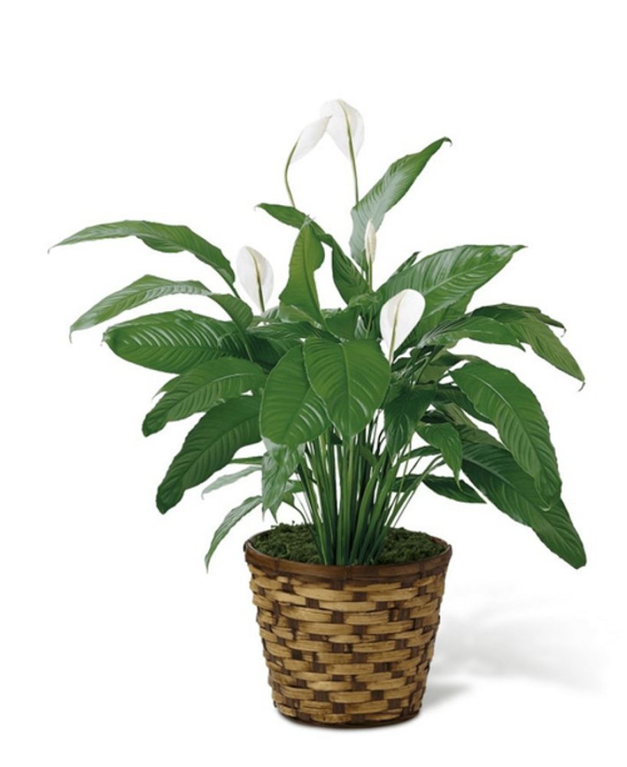 Plants Royer's | Ftd Spathiphyllum